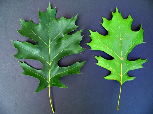{Quercus shumardii}